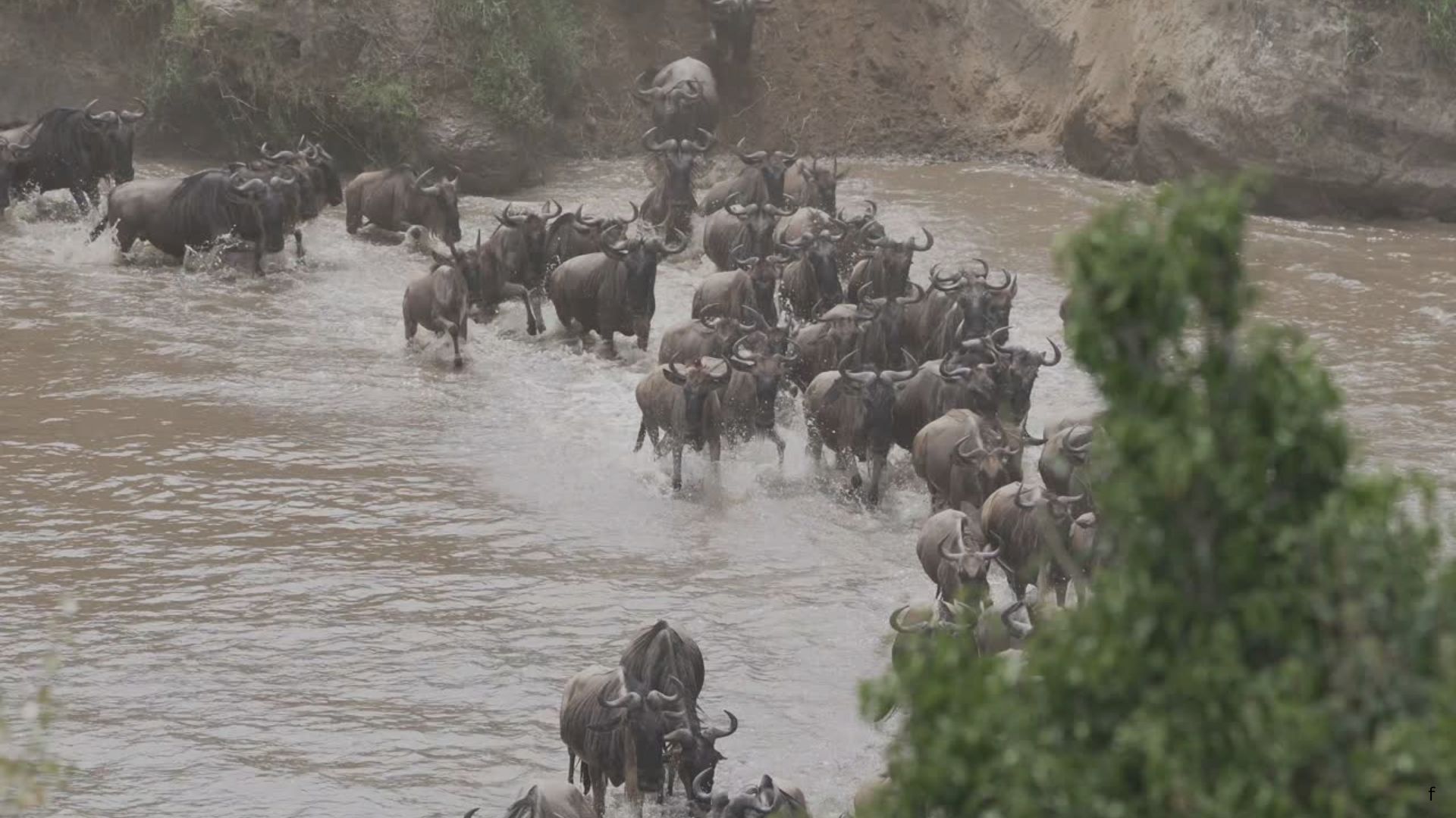 African safari landscape